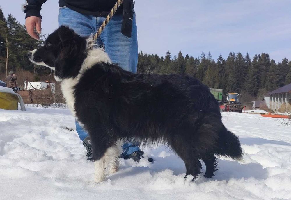 BORDER COLLIE - Rasowy z pełną dok. po świetnych rodzicach