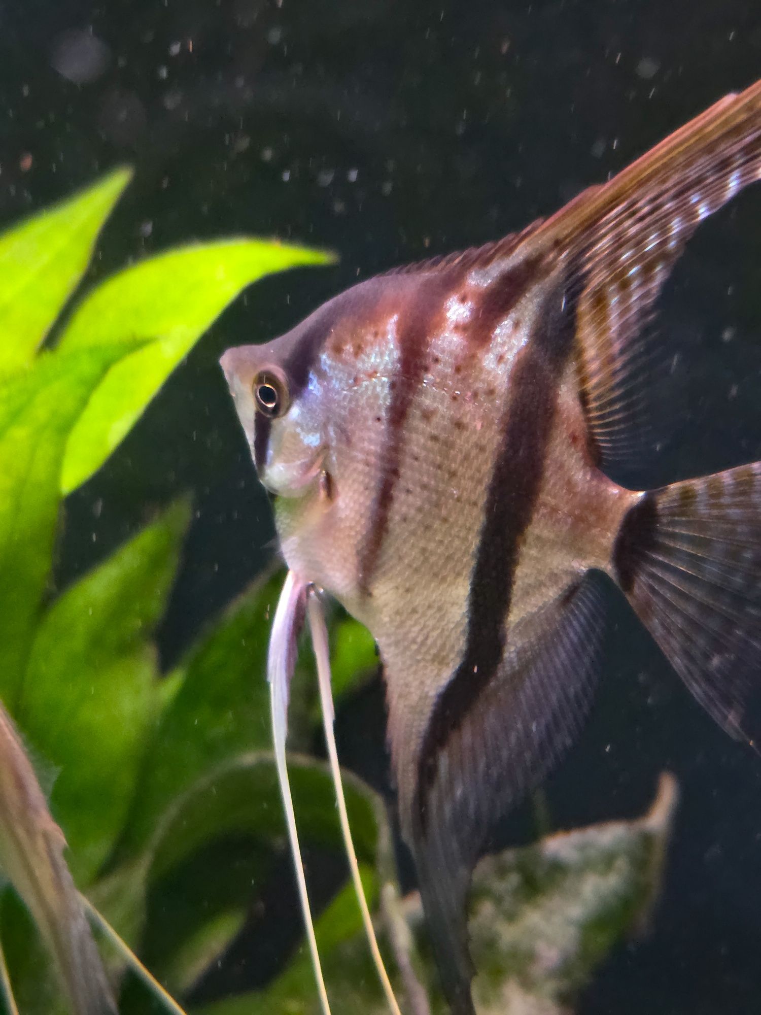 Skalary Nanacapuru (Rio Nanay × Manacapuru)