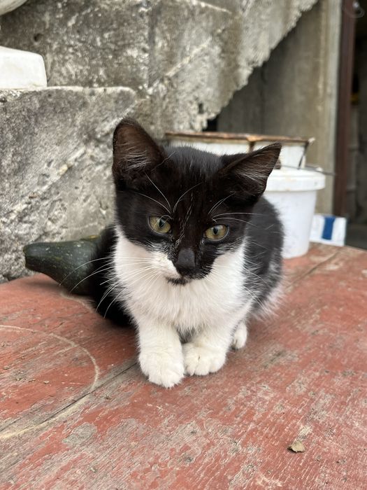 Віддамо котика в добрі руки!