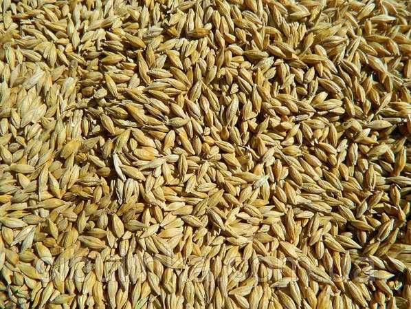 Продам Ячмінь Озимий