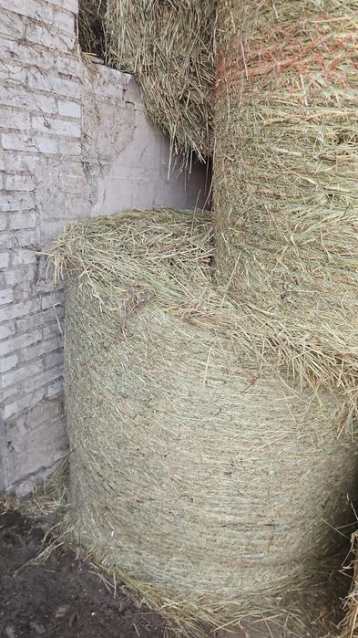 Siano 130x120 z transportem