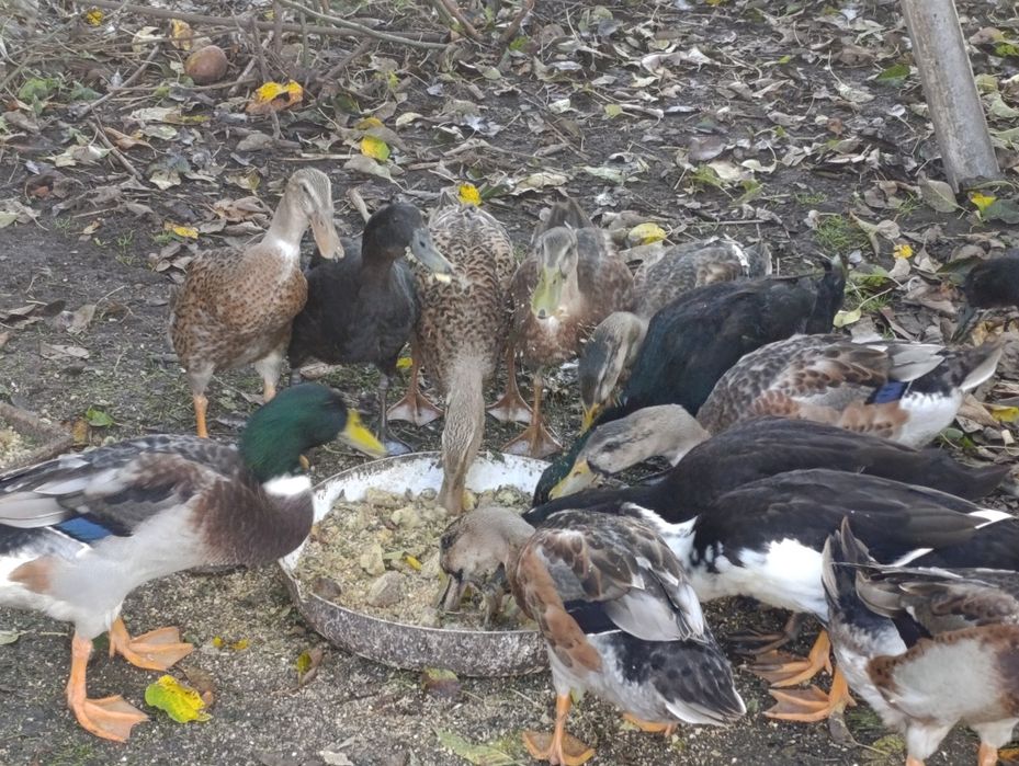 Kaczki biegus kilkumiesieczne