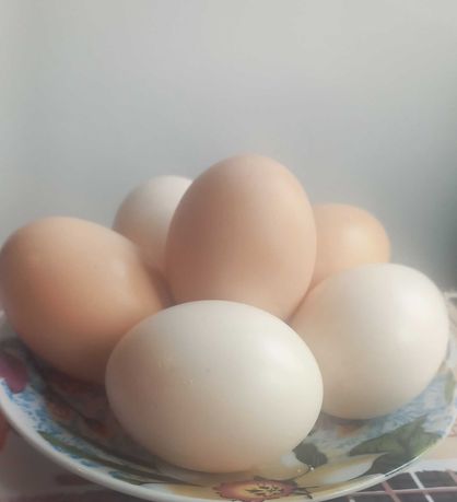 Домашні курячі яйця,  тушка курки.