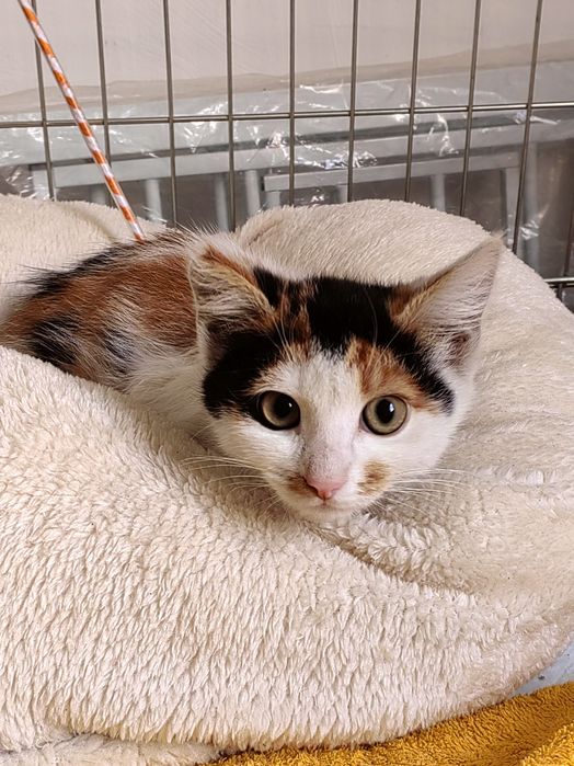 Mała kotka szuka domu