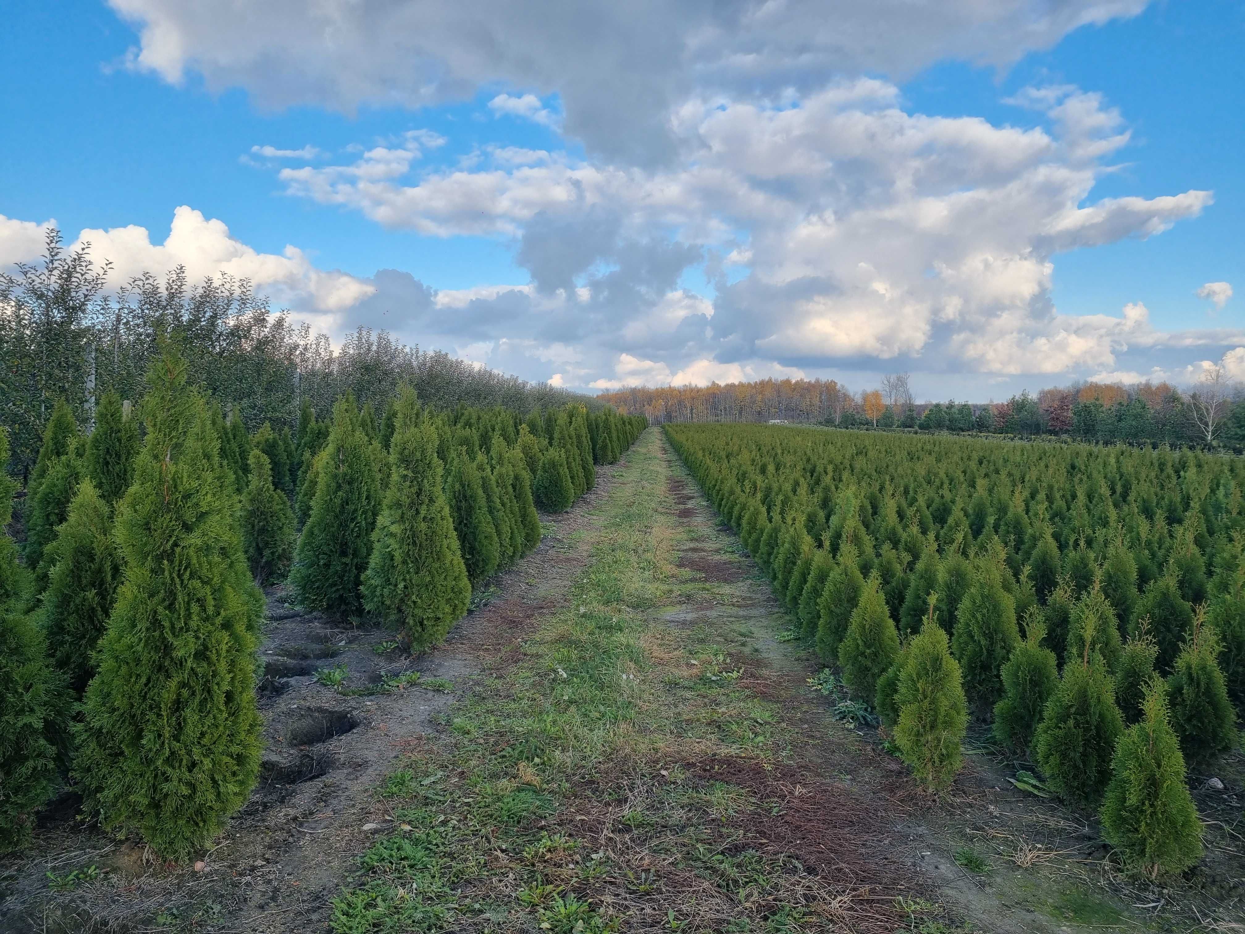 Tuja szmaragd 150 cm, żywotnik zachodni ,,smaragd", Thuja occidentalis