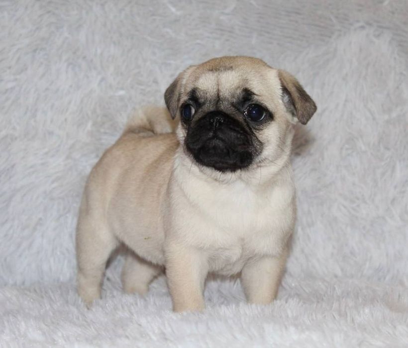 Мопсики бомбезні