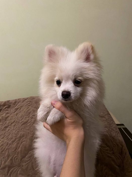 Померанський шпіц