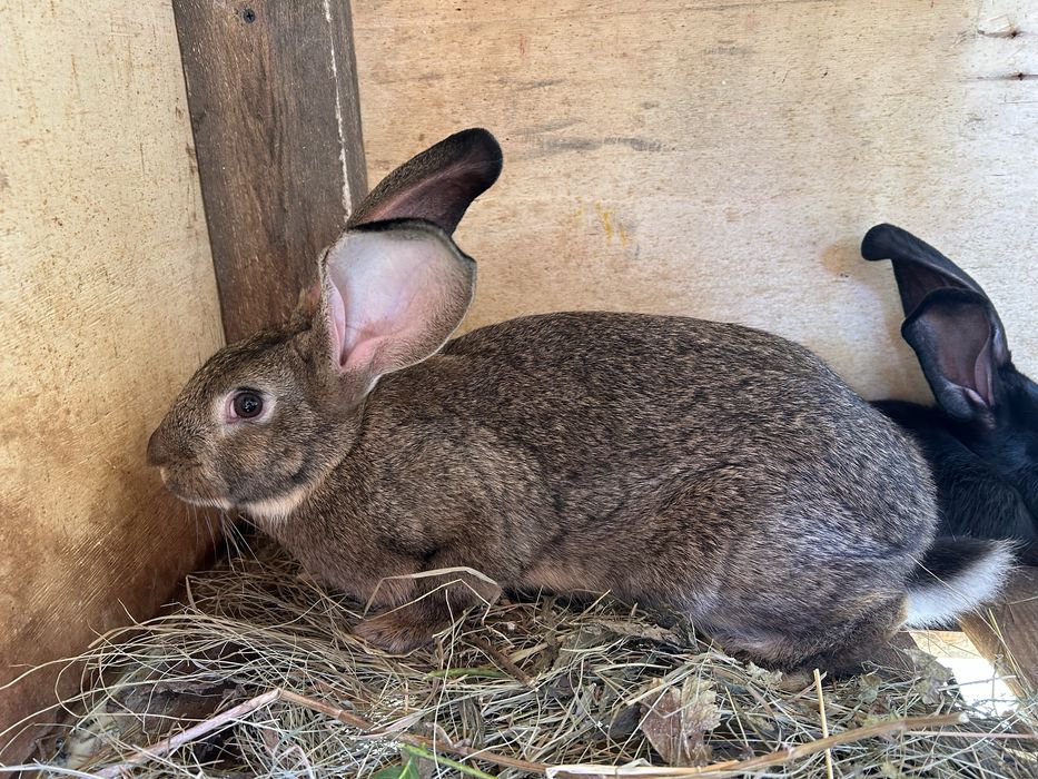 Кролики породисті