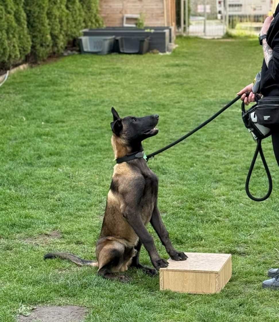 Zeus szuka pilnie domu