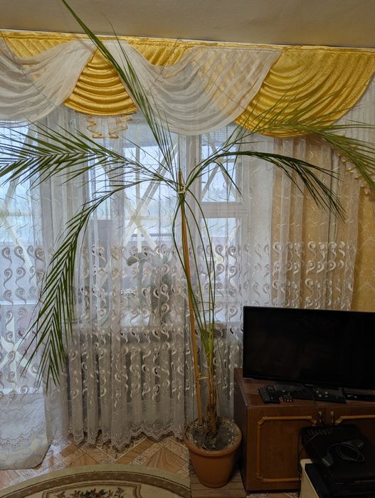 Пальма фінікова.