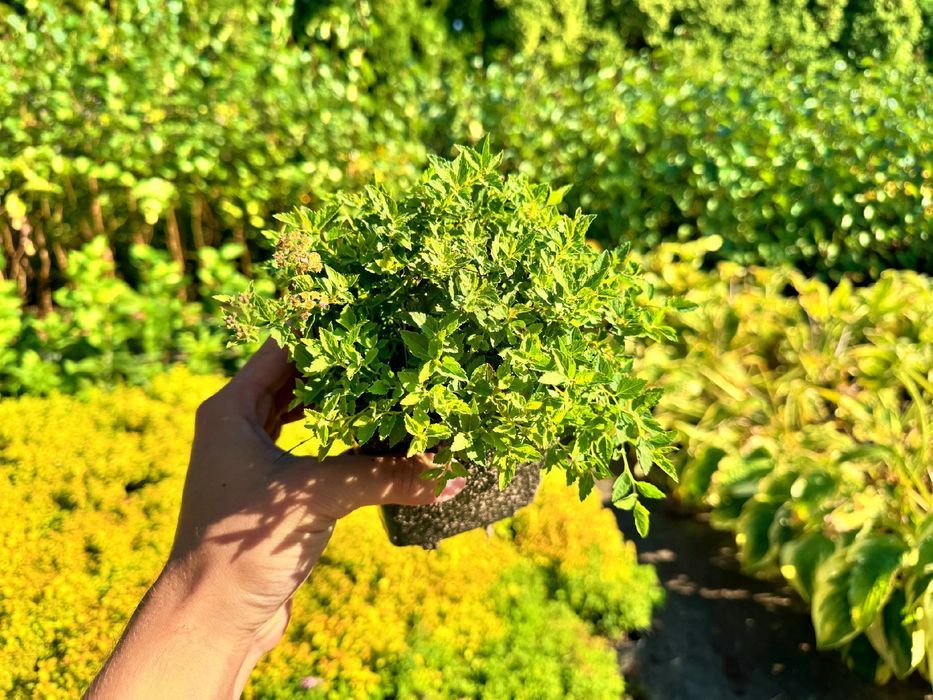 Tawuła japońska 'Japanese Dwarf' Miniaturka (Spiraea) Poj. 1.0L