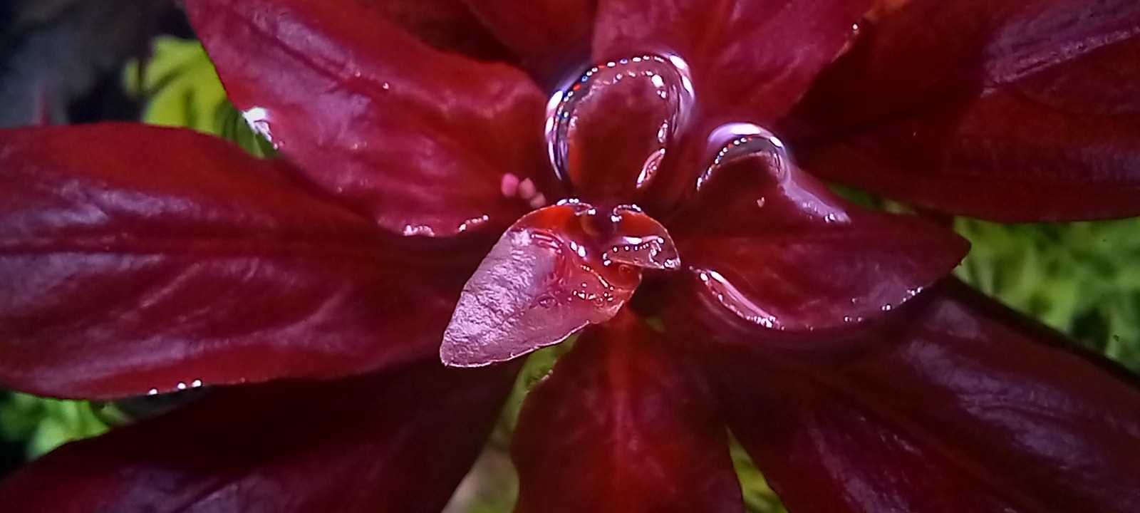 Roślina do akwarium Ludwigia repens Super Red (HIT w akwarystyce)