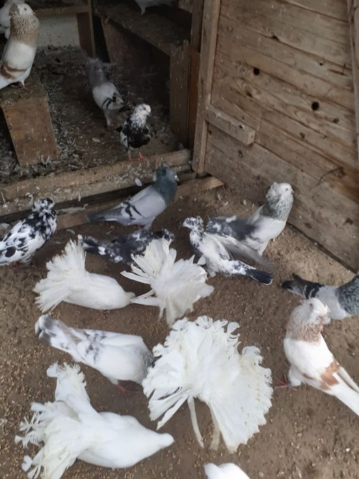 Sprzedam pawiki białe