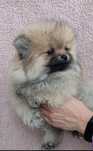 Szpic miniaturowy Pomeranian suczka