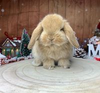 KIT Coelhos anões orelhudos, mini lop adoráveis e super inteligentes