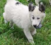 Łajka jakucka nie samoyed nie border nie owczarek