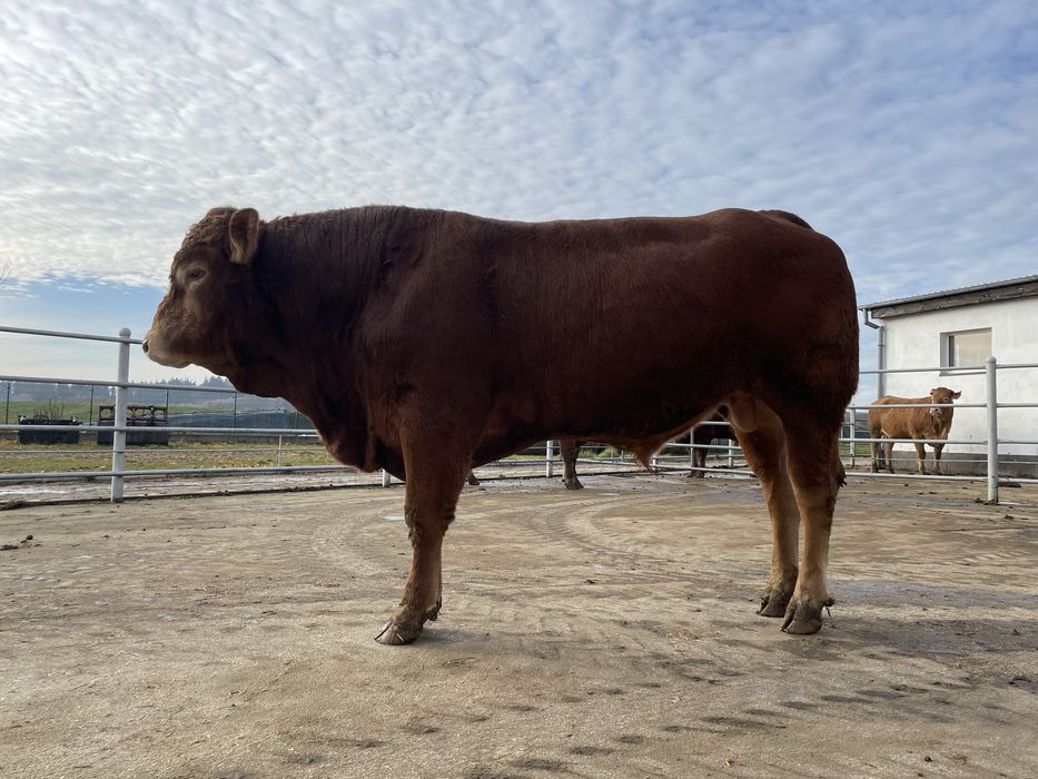 Buhaj rozplodnik Limousine 100%