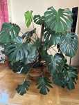 Kwiatek Monstera Deliciosa