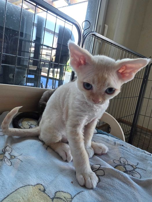 Kocięta Devon rex, FLP, rudy, czarny, liliowy