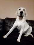 Labrador retriever reproduktor