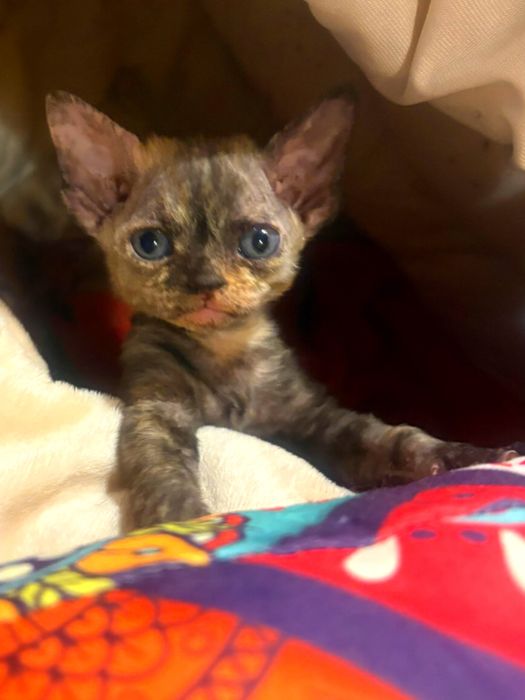 Jasmin piękna koteczka devon rex Pzf