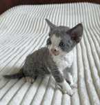 Devon Rex koteczka