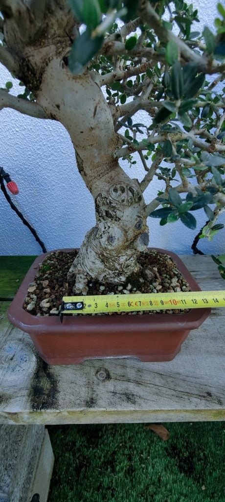 Bonsai Olea europea 'sylvestris'