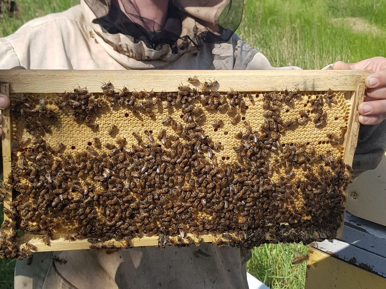 Продам бджолосімї