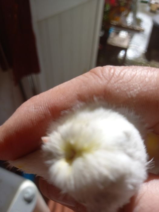 Canaria poupa alemão