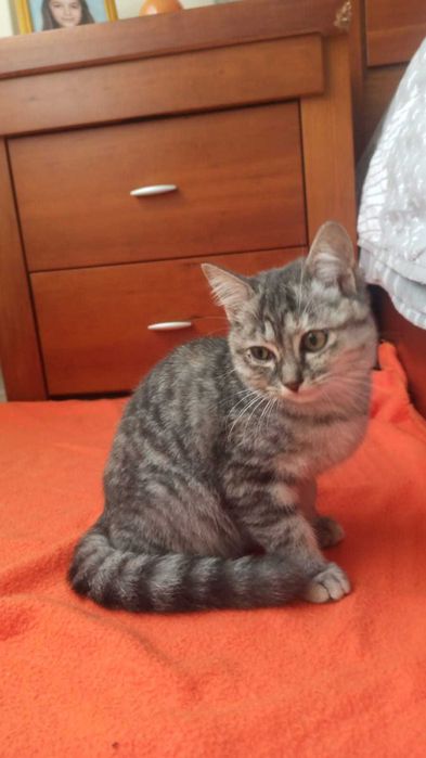 Gata bebé para adoção consciente