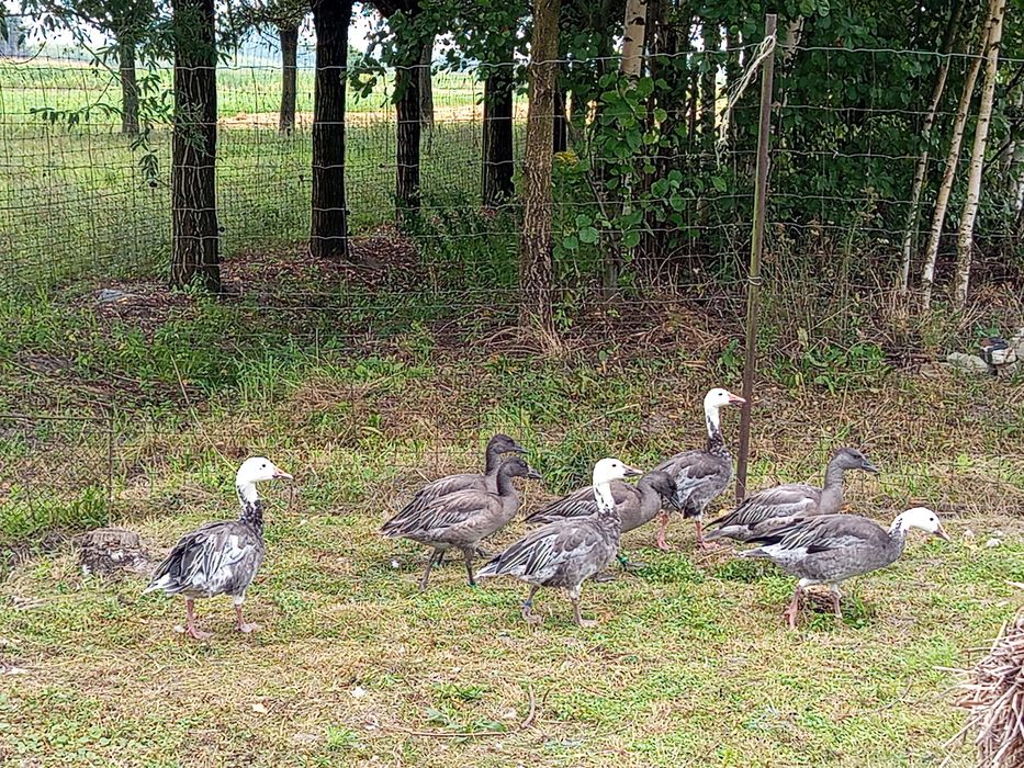 Sprzedam gęsi śnieżyce