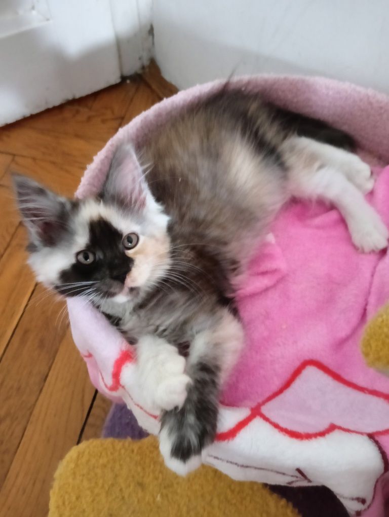 Maine coon pięknie malowana koteczka szylkret rodowód FPL
