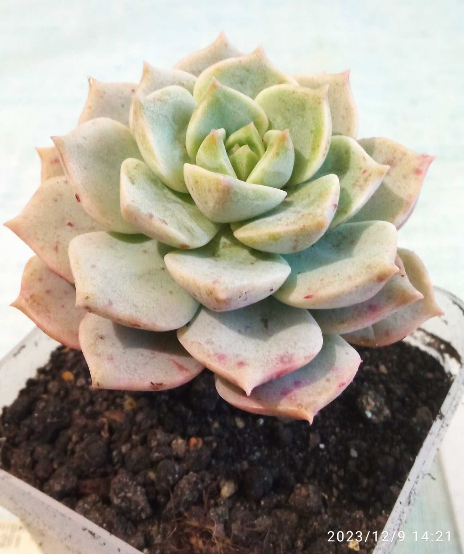 Echeveria  эхеверия суккулент