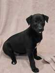 Chart angielski whippet para