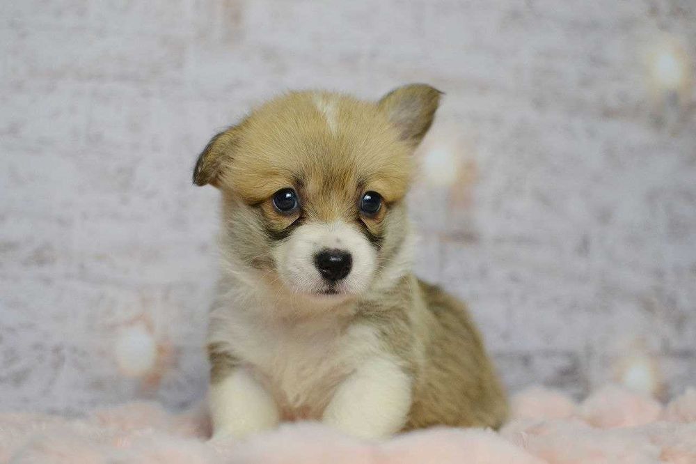 Welsh Corgi Pembroke - sunia