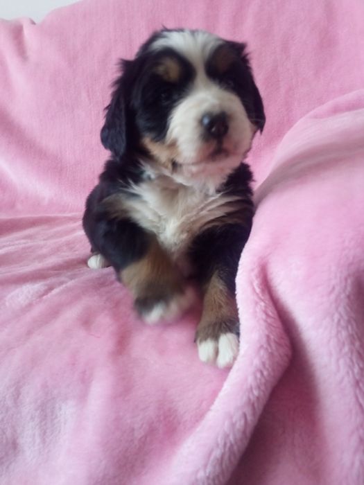 Berneński pies pasterski