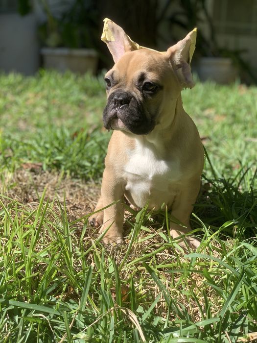 Bulldog francês bebé