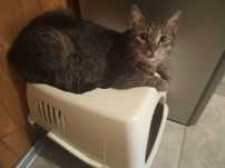 Bingo do adopcji