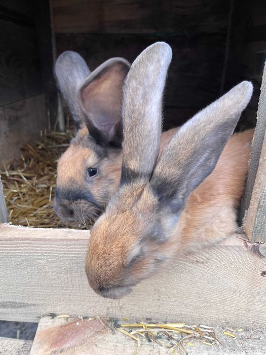 Młode króliki, urodzone w maju.