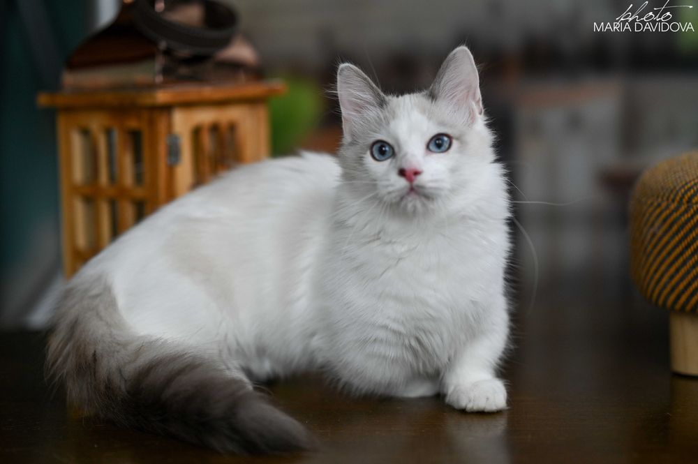 Уникальный голубоглазый кот — суперэлитный красавец!