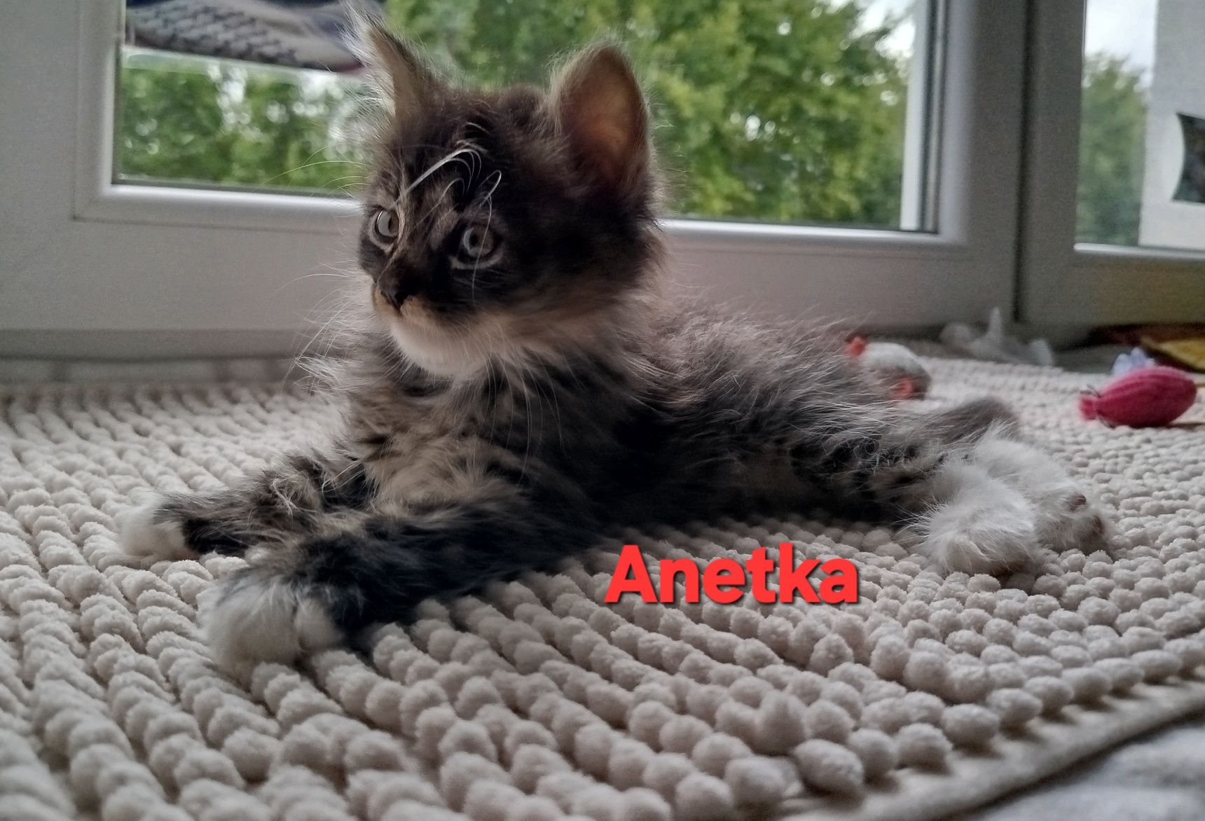 Cudna Anetka chce, żeby ją przytulić -kot do adopcji
