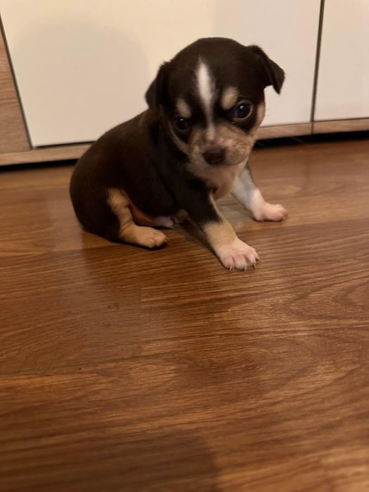 Menina   Macho da raça Chihuahua, muito pequena