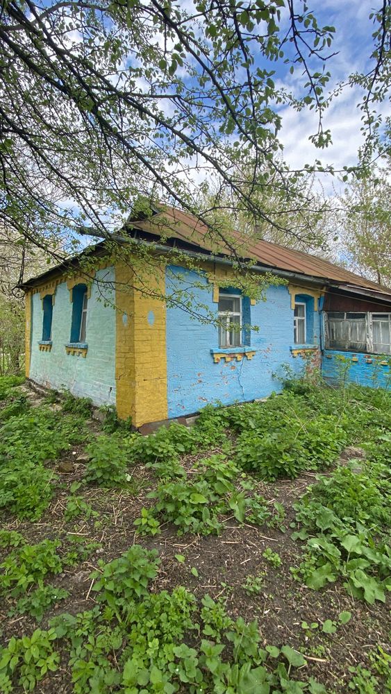 Стара хата в центрі села Кривошиїнці + город недорого (Сквирський р-н)