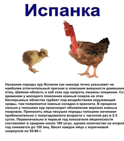 Інкубаційне яйце іспанки Угорщина