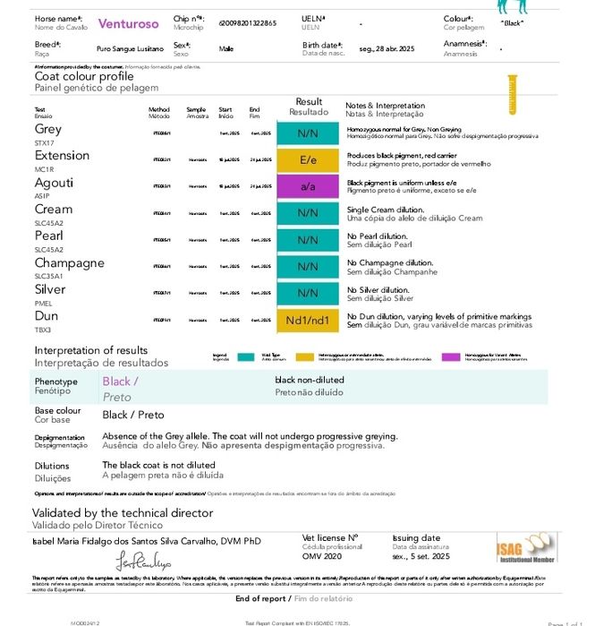 Poldro Lusitano preto