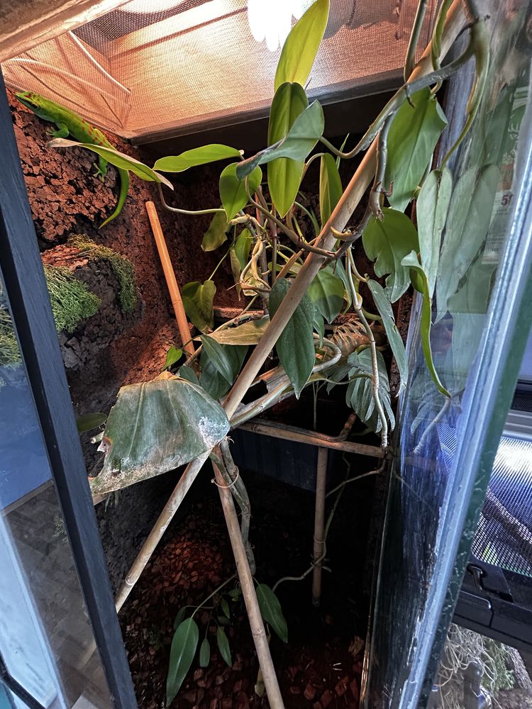 Terrarium 50x50x100