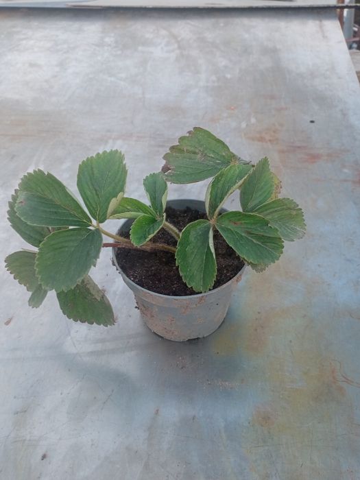 Sadzonki truskawek pęczek kopalne