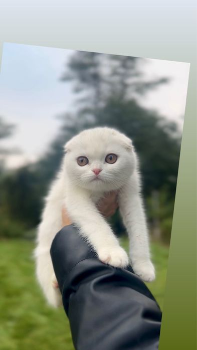 Висловушки шотландські породисті кошенята срібні біленькі фолд висл