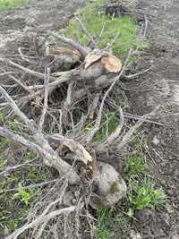 Drewno / korzenie jabłoni / oddam za DARMO/ hektar terenu