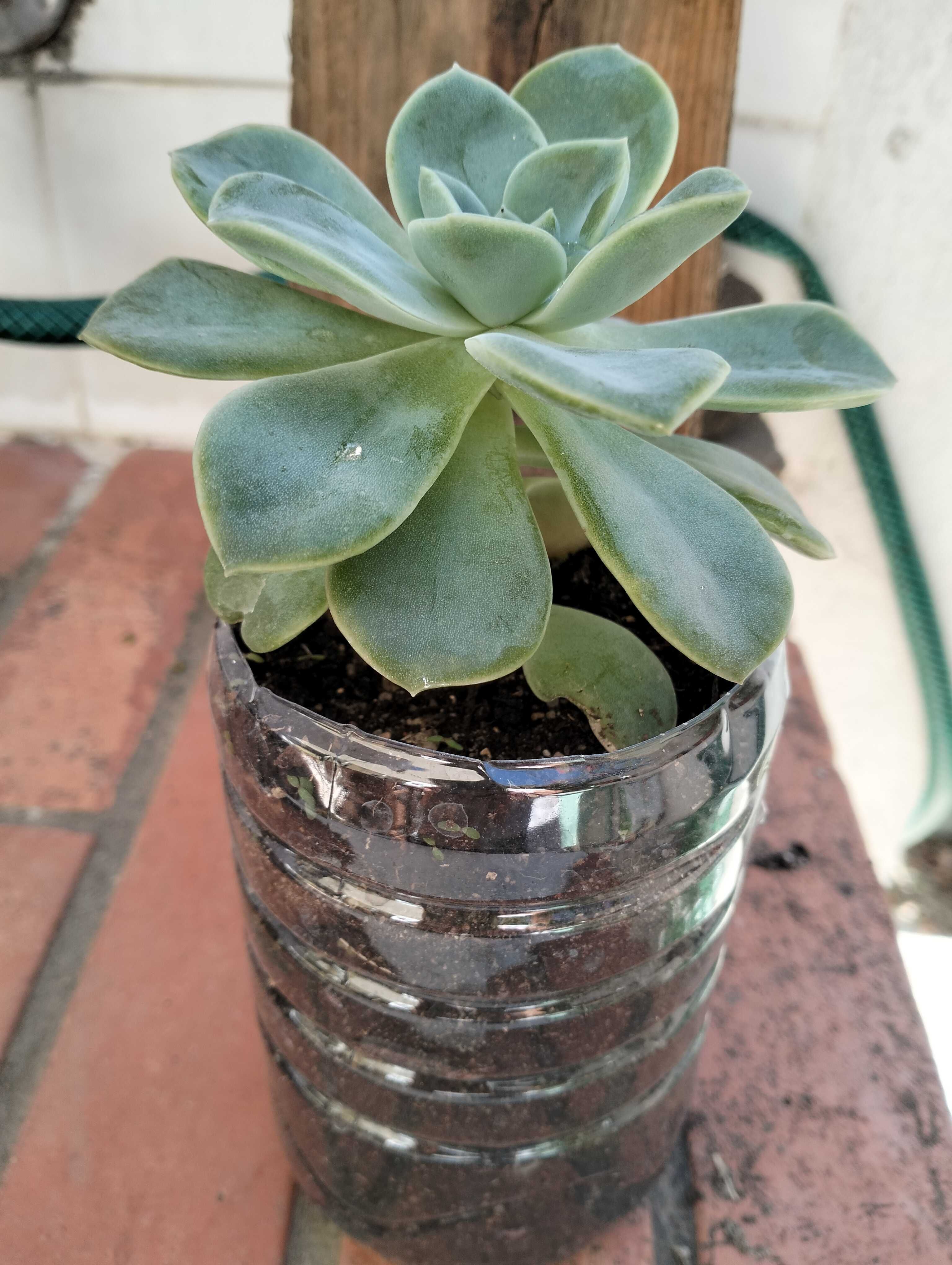 Suculenta familia Echeveria Rockrose